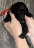 Simba ❤️, a male Poodle - Miniature  for sale in Meta, MO – 6 of 10