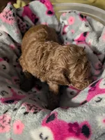Buzz 🤍, a male Poodle - Miniature  for sale in Meta, MO – 9 of 10