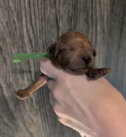 Rex 🦖, a male Poodle - Miniature  for sale in Meta, MO – 3 of 10