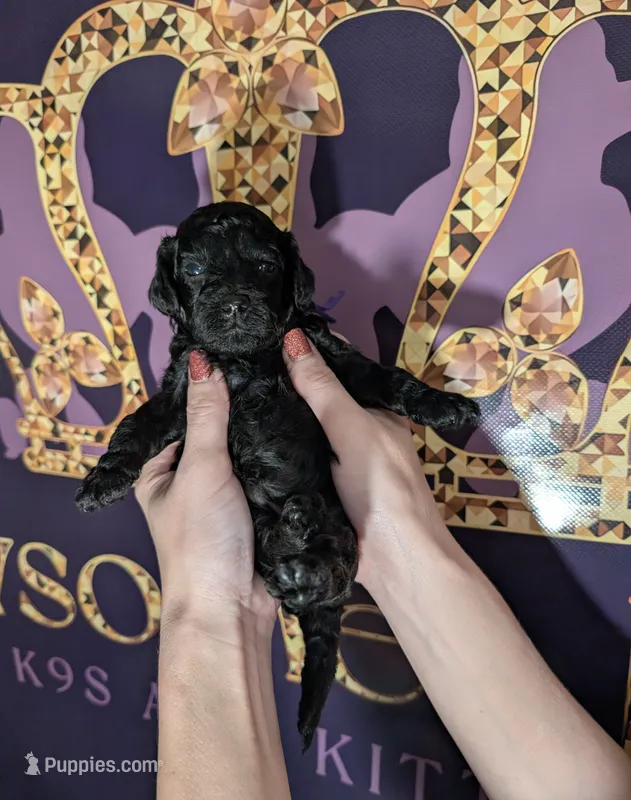 Sarabi 💜 – Poodle - Miniature  puppy for sale in Meta, MO