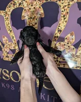 Sarabi 💜, a female Poodle - Miniature  for sale in Meta, MO – 1 of 10