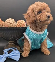Betty 🩵, a female Poodle - Toy  for sale in Meta, MO – 2 of 10