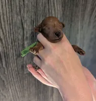 Rex 🦖, a male Poodle - Miniature  for sale in Meta, MO – 7 of 10