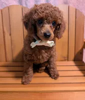 Jessie 💛, a female Poodle - Miniature  for sale in Meta, MO – 10 of 10
