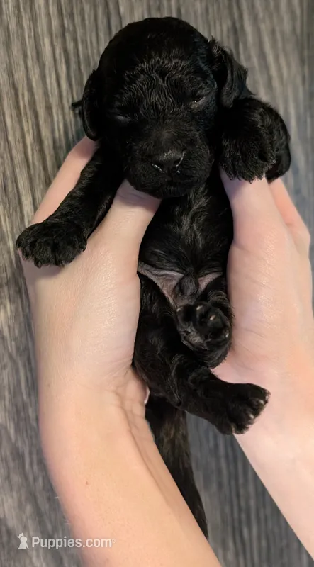 Rafiki 🖤 – Poodle - Miniature  puppy for sale in Meta, MO