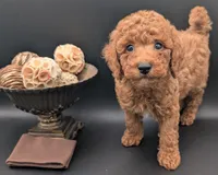All Spice 🤎, a male Poodle - Toy  for sale in Meta, MO – 4 of 10