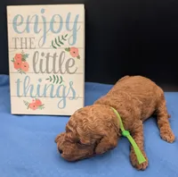 Rex 🦖, a male Poodle - Miniature  for sale in Meta, MO – 10 of 10