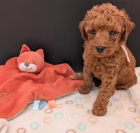 Watermelon 🍉, a female Poodle - Toy  for sale in Meta, MO – 4 of 10