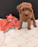 Grape 🍇, a female Poodle - Toy  for sale in Meta, MO – 3 of 10