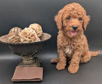 All Spice 🤎, a male Poodle - Toy  for sale in Meta, MO – 5 of 10