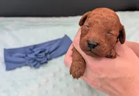 Caleb 🩵, a male Poodle - Miniature  for sale in Meta, MO – 8 of 10