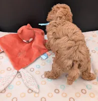 Betty 🩵, a female Poodle - Toy  for sale in Meta, MO – 2 of 10