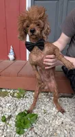 Winston Retired Stud, a male Poodle - Miniature  for sale in Meta, MO – 10 of 10