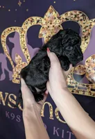 Rafiki 🖤, a male Poodle - Miniature  for sale in Meta, MO – 7 of 10
