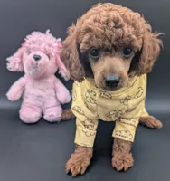 Jessie 💛, a female Poodle - Miniature  for sale in Meta, MO – 9 of 10