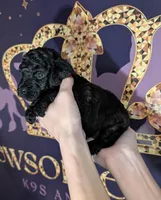 Rafiki 🖤, a male Poodle - Miniature  for sale in Meta, MO – 3 of 10