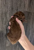 Woody 🤎, a male Poodle - Miniature  for sale in Meta, MO – 2 of 10
