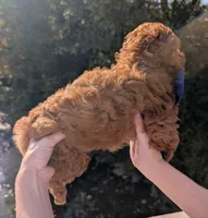 Blueberry 🫐, a male Poodle - Toy  for sale in Meta, MO – 3 of 10