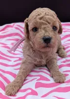 Daphne 💜, a female Poodle - Toy  for sale in Meta, MO – Photo 2 of 10