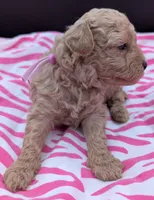 Daphne 💜, a female Poodle - Toy  for sale in Meta, MO – Photo 10 of 10
