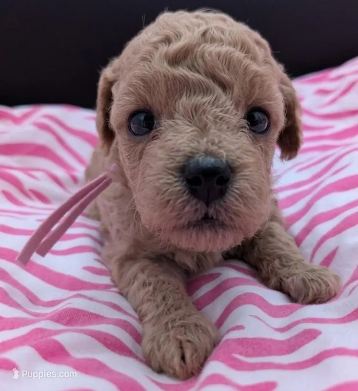 Daphne 💜 – Poodle - Toy  puppy for sale in Meta, MO