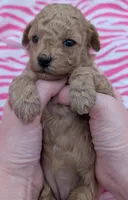 Daphne 💜, a female Poodle - Toy  for sale in Meta, MO – Photo 7 of 10