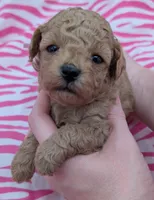 Daphne 💜, a female Poodle - Toy  for sale in Meta, MO – Photo 4 of 10