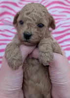 Daphne 💜, a female Poodle - Toy  for sale in Meta, MO – Photo 6 of 10