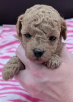 Daphne 💜, a female Poodle - Toy  for sale in Meta, MO – Photo 3 of 10