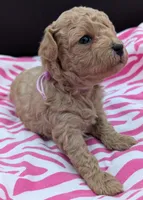 Daphne 💜, a female Poodle - Toy  for sale in Meta, MO – Photo 9 of 10