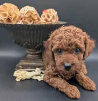 Jessie 💛, a female Poodle - Miniature  for sale in Meta, MO – 9 of 10