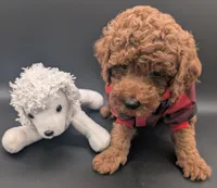 Woody 🤎, a male Poodle - Miniature  for sale in Meta, MO – 7 of 10