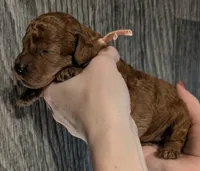 Nala 🩷, a female Poodle - Miniature  for sale in Meta, MO – 10 of 10