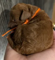 Pumpkin 🧡, a female Poodle - Toy  for sale in Meta, MO – 3 of 10