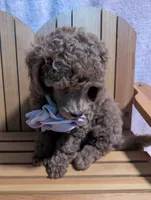 Bo Peep 🩷, a female Poodle - Miniature  for sale in Meta, MO – 8 of 10