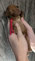 Raspberry 🩷, a female Poodle - Toy  for sale in Meta, MO – 2 of 10