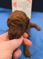 Woody 🤎, a male Poodle - Miniature  for sale in Meta, MO – 1 of 10