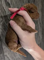 Raspberry 🩷, a female Poodle - Toy  for sale in Meta, MO – 6 of 10