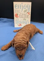 Buzz 🤍, a male Poodle - Miniature  for sale in Meta, MO – 10 of 10