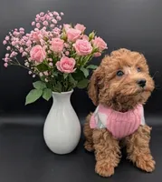 Jessica Simpson Dark 🩷, a female Poodle - Toy  for sale in Meta, MO – Photo 1 of 10