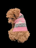 Jessica Simpson Dark 🩷, a female Poodle - Toy  for sale in Meta, MO – Photo 9 of 10