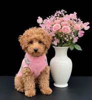 Jessica Simpson Dark 🩷, a female Poodle - Toy  for sale in Meta, MO – Photo 2 of 10