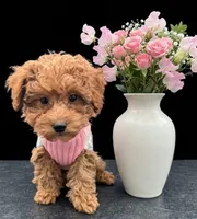 Jessica Simpson Dark 🩷, a female Poodle - Toy  for sale in Meta, MO – Photo 7 of 10