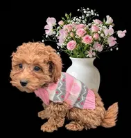 Jessica Simpson Dark 🩷, a female Poodle - Toy  for sale in Meta, MO – Photo 3 of 10