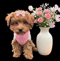 Jessica Simpson Dark 🩷, a female Poodle - Toy  for sale in Meta, MO – Photo 4 of 10