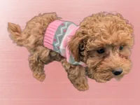 Jessica Simpson Dark 🩷, a female Poodle - Toy  for sale in Meta, MO – Photo 10 of 10