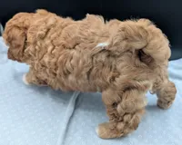 Jaxin 🩵, a male Cavapoo for sale in Meta, MO – 2 of 10