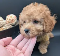 Bamm Bamm 🧡, a male Poodle - Toy  for sale in Meta, MO – 10 of 10