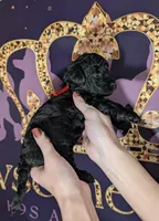 Simba ❤️, a male Poodle - Miniature  for sale in Meta, MO – 10 of 10