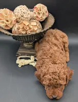 Jessie 💛, a female Poodle - Miniature  for sale in Meta, MO – 7 of 10